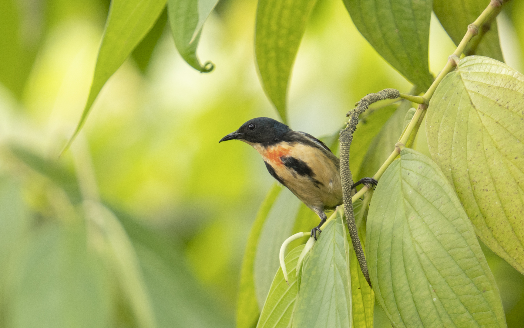 Dicaeum ignipectus – ハナドリ