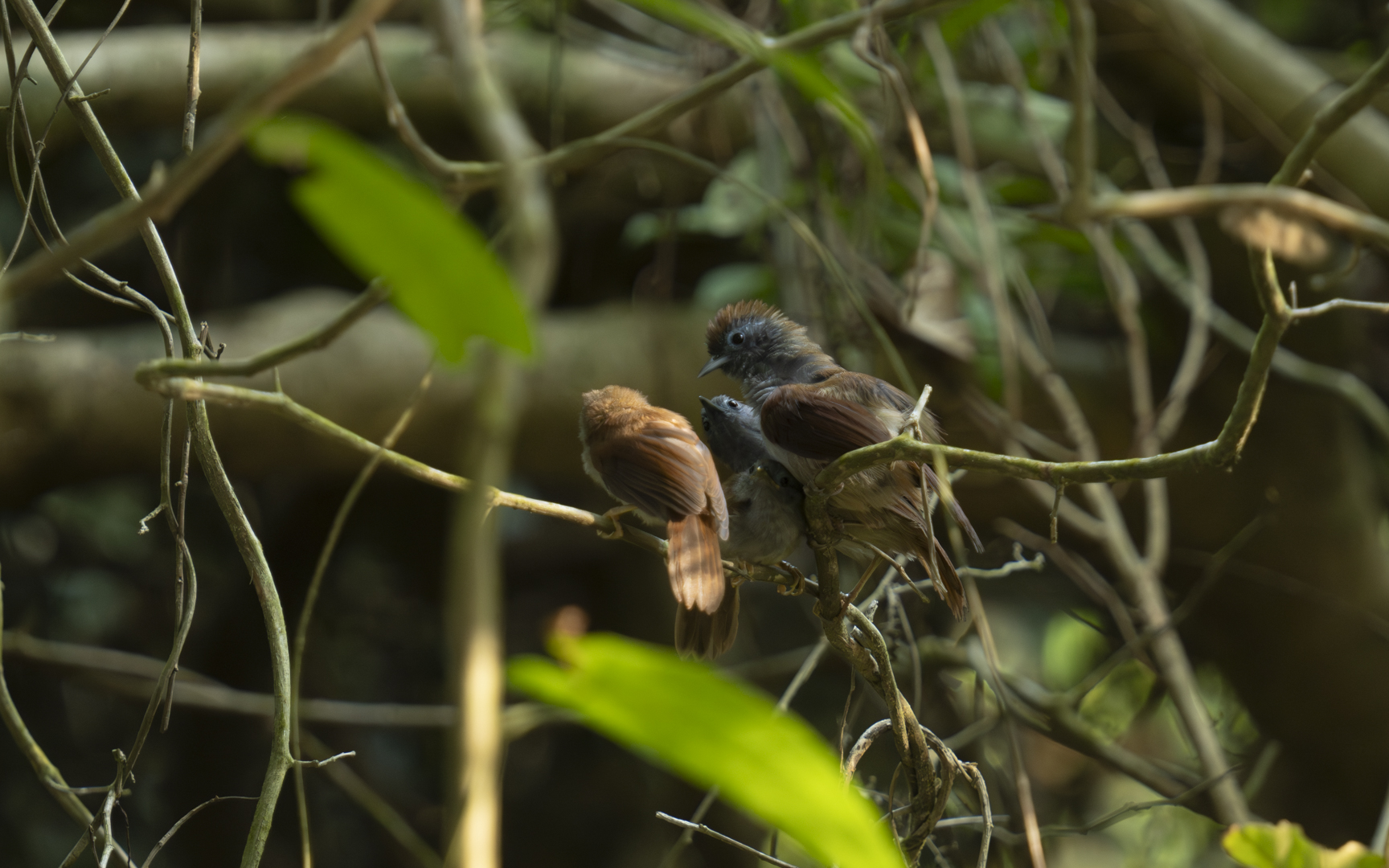 Cyanoderma erythropterum – アオメモリチメドリ