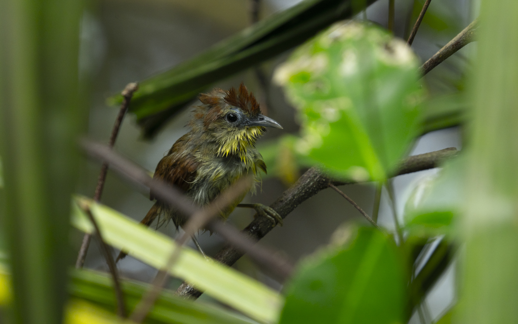 Mixornis gularis – ムナフムシクイチメドリ