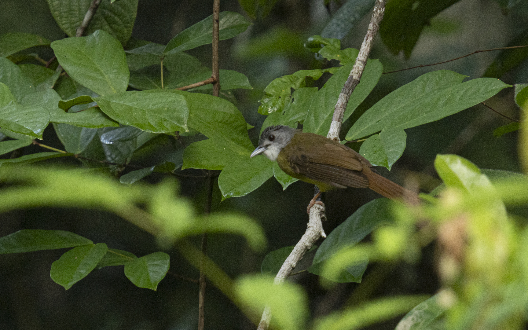 Alophoixus phaeocephalus – ハイガシラアゴヒゲヒヨドリ