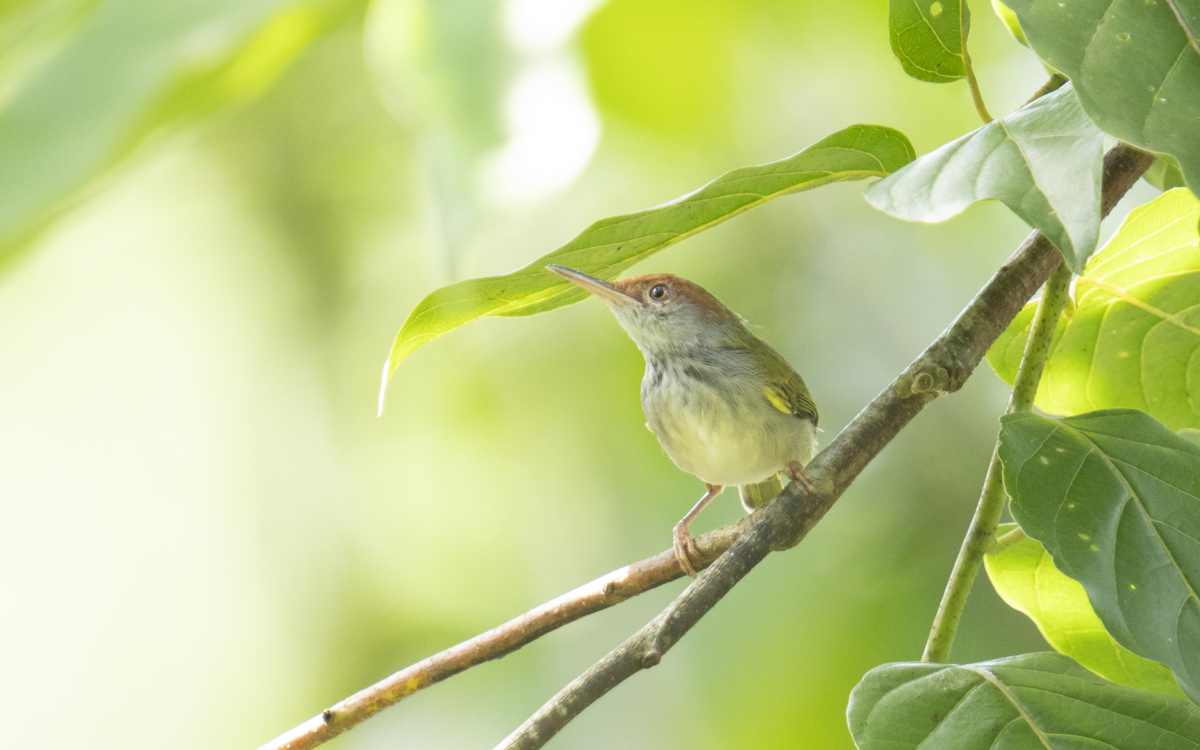 Orthotomus atrogularis – ノドグロサイホウチョウ