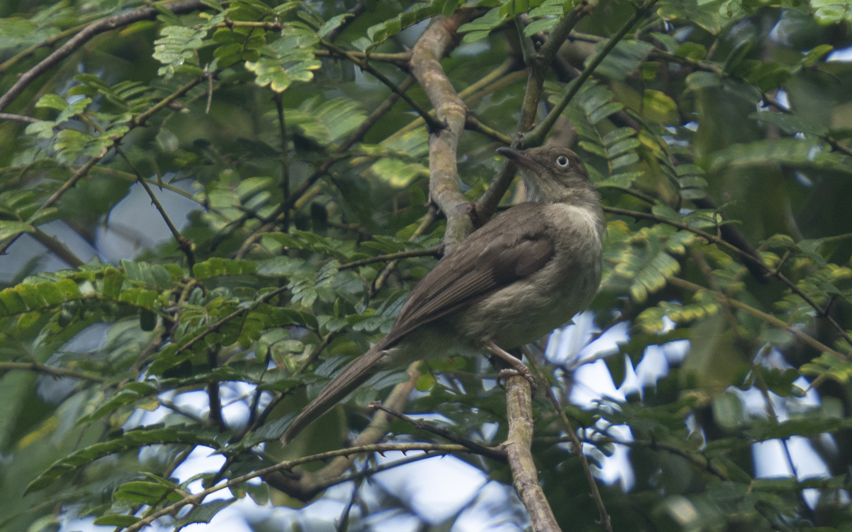 Pycnonotus simplex – メジロチャイロヒヨドリ