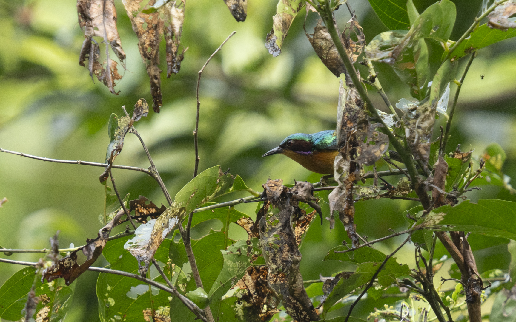 Chalcoparia singalensis – ホオアカコバシタイヨウチョウ