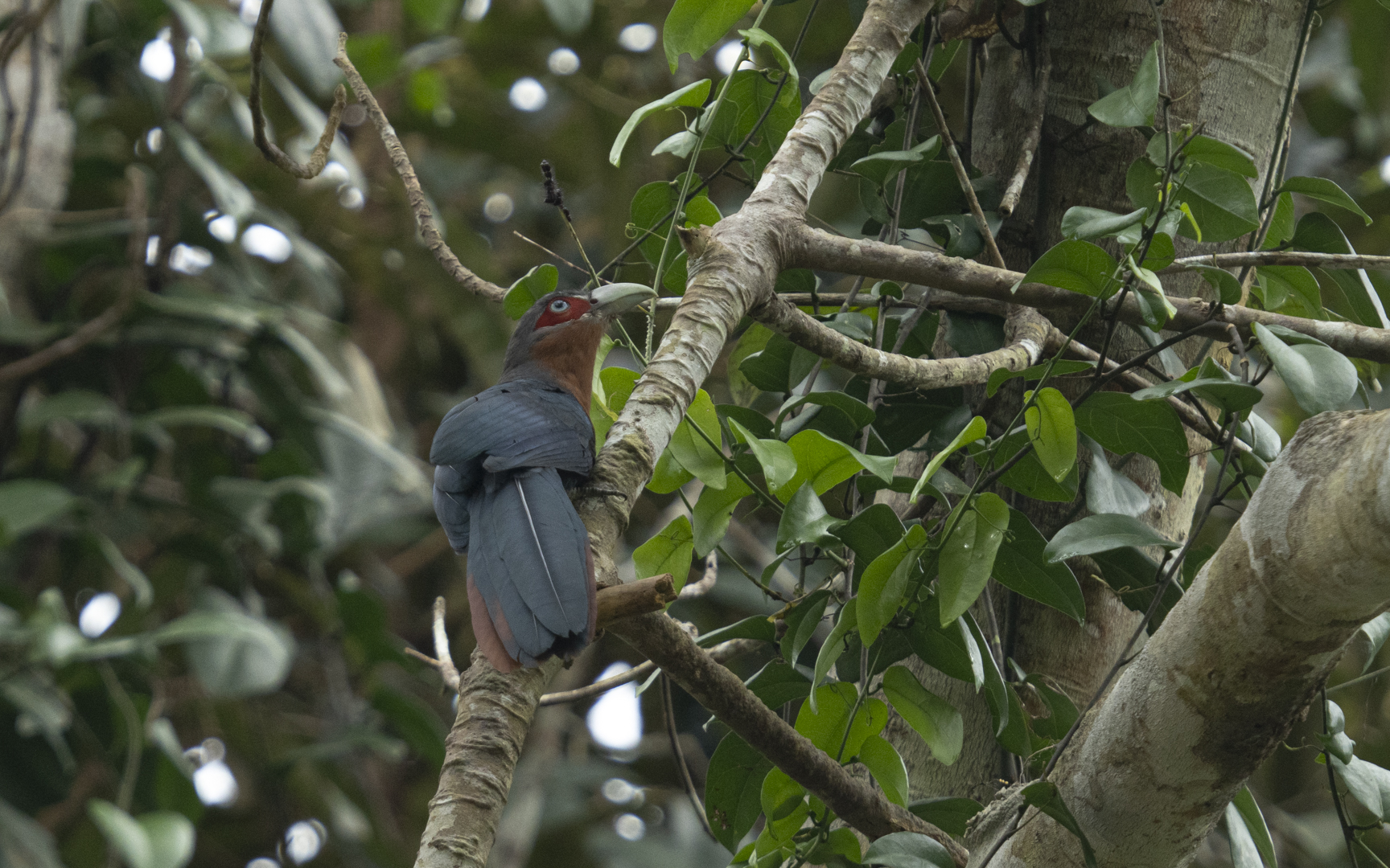 Phaenicophaeus curvirostris – チャムネバンケンモドキ