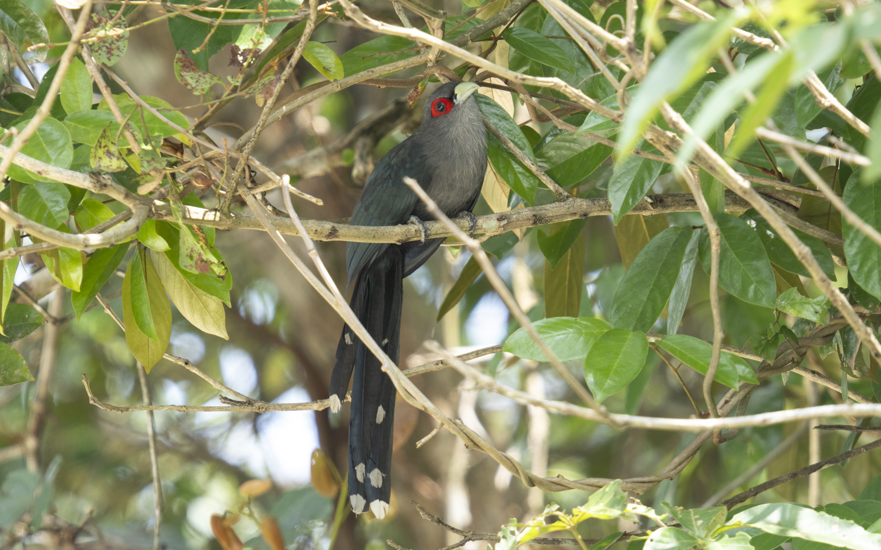 Phaenicophaeus diardi – クロバンケンモドキ