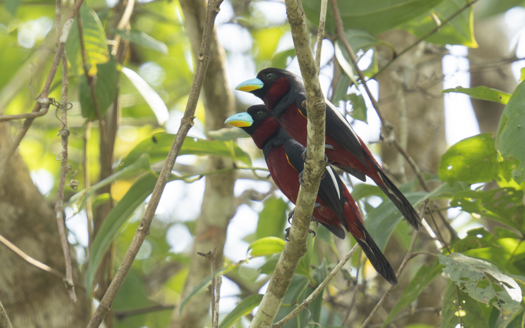 Cymbirhynchus macrorhynchos – クロアカヒロハシ