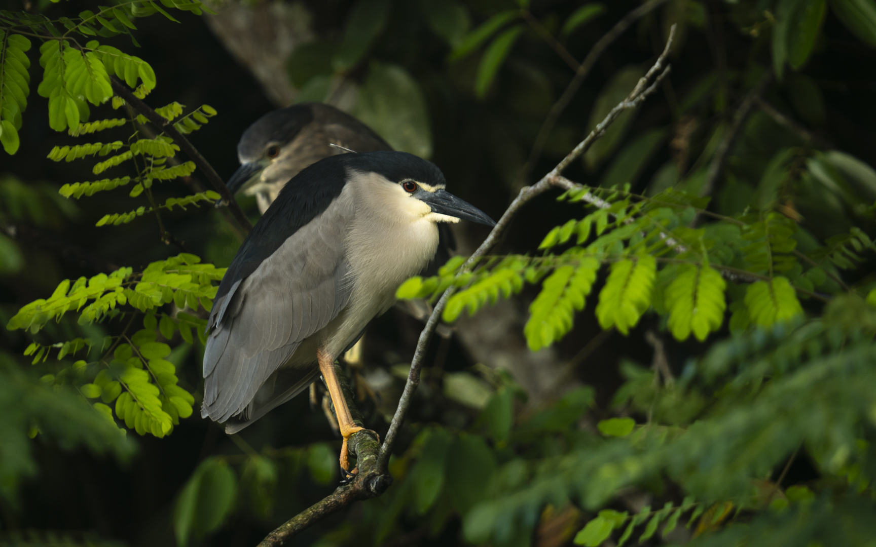 Nycticorax nycticorax – ゴイサギ