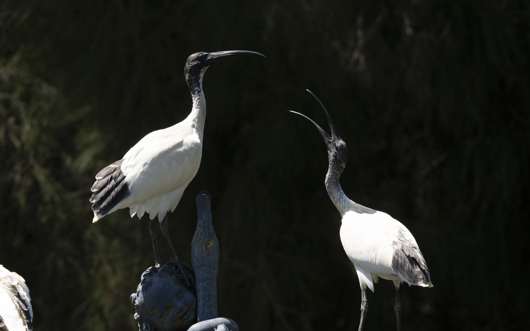 Threskiornis molucca – オーストラリアクロトキ