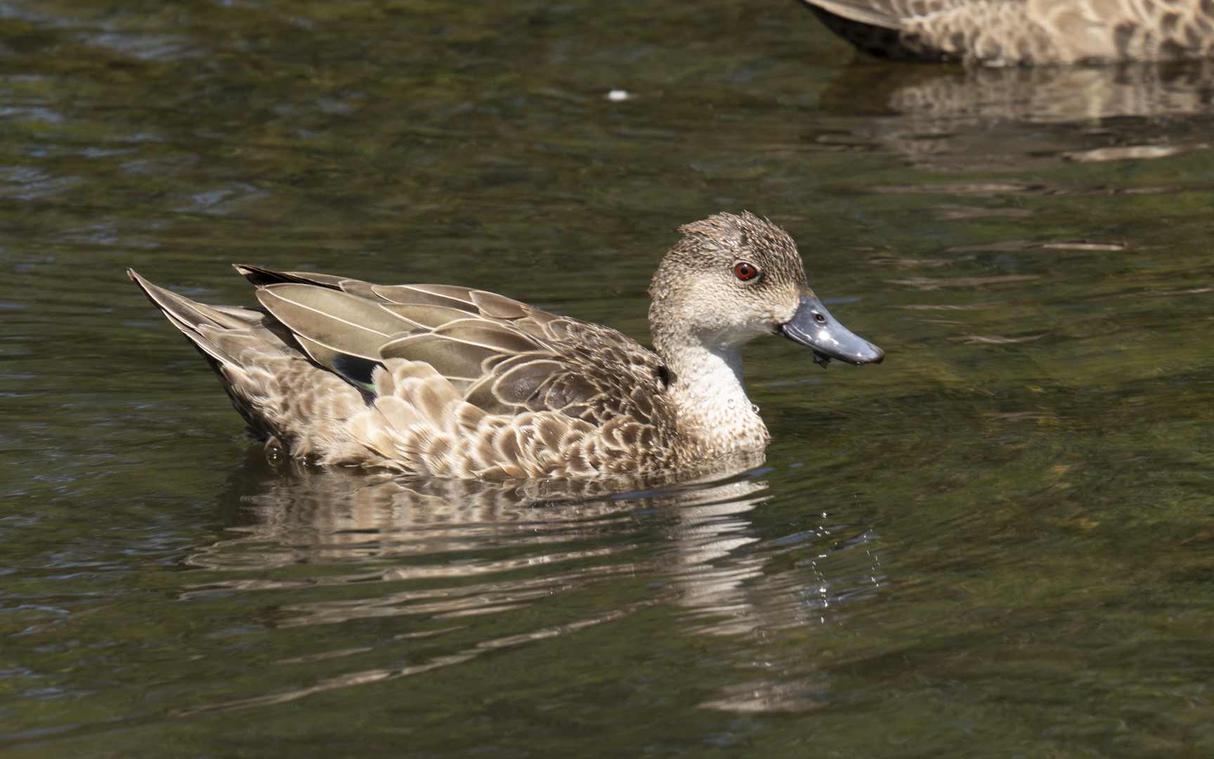 Anas gracilis – ハイイロコガモ