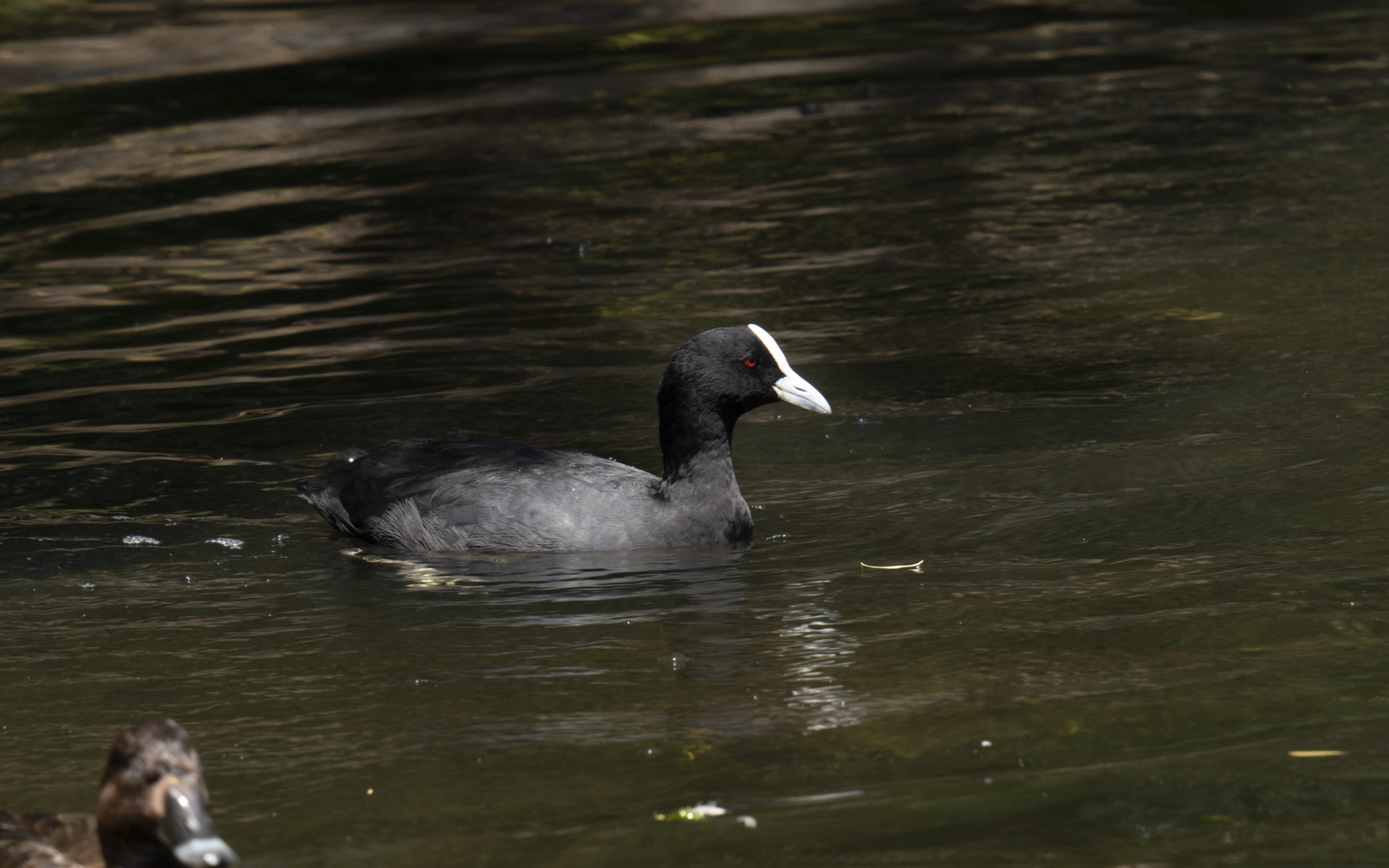 Fulica atra – オオバン