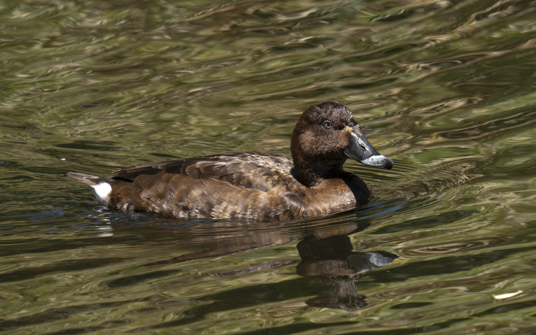 Aythya australis – オーストラリアメジロガモ