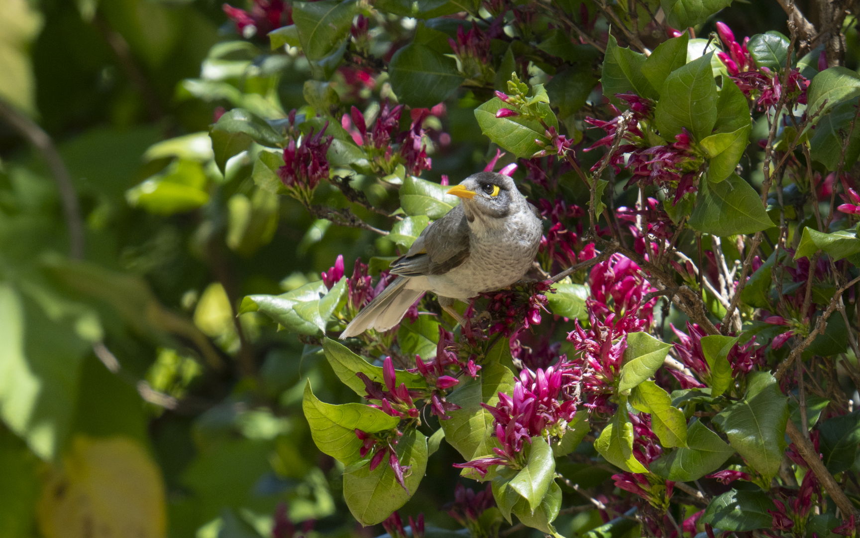 Manorina melanocephala – クロガシラミツスイ