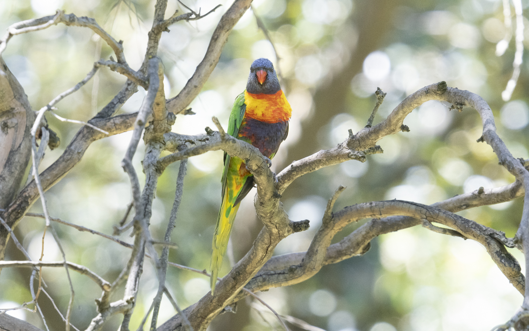 Trichoglossus moluccanus – オーストラリアゴシキセイガイインコ