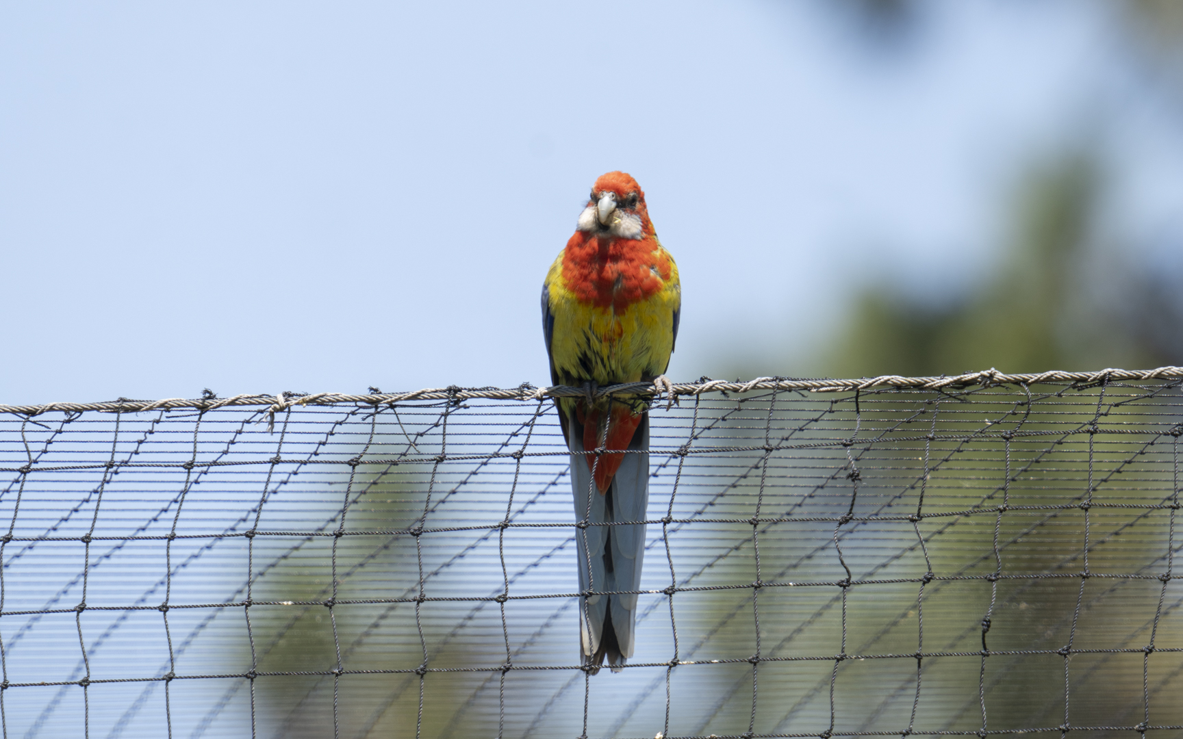 Platycercus eximius – ナナクサインコ