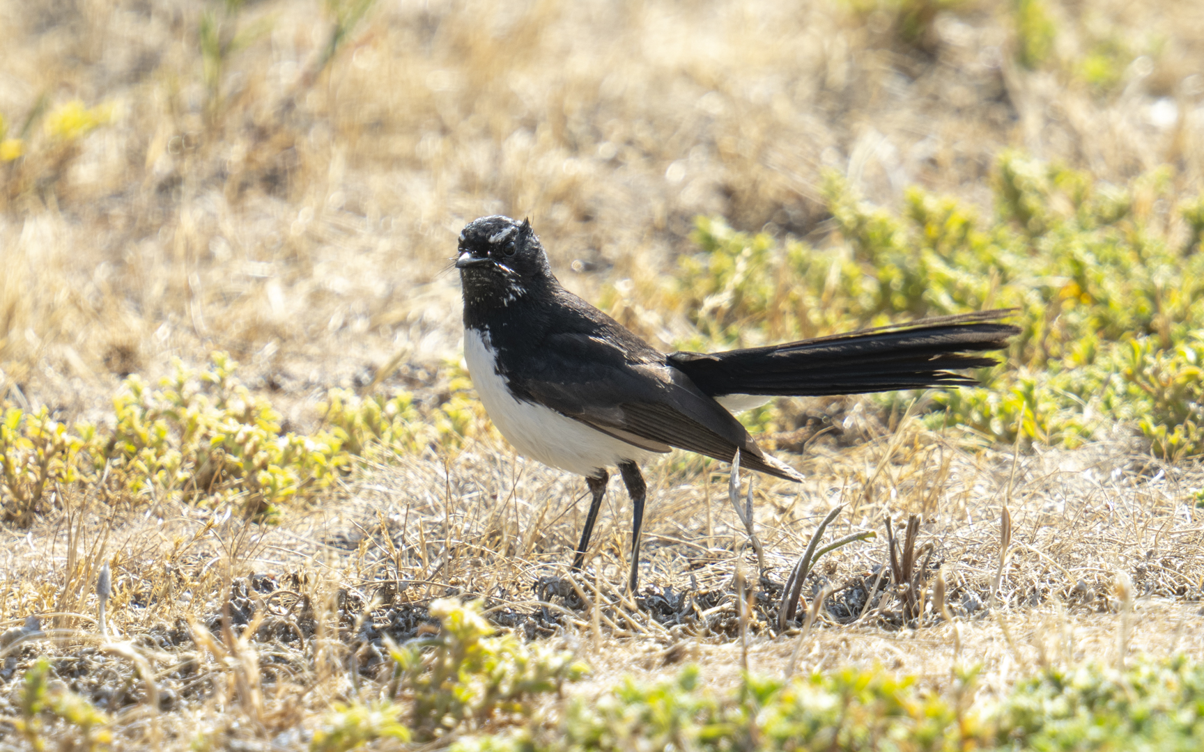 Rhipidura leucophrys – ヨコフリオウギビタキ