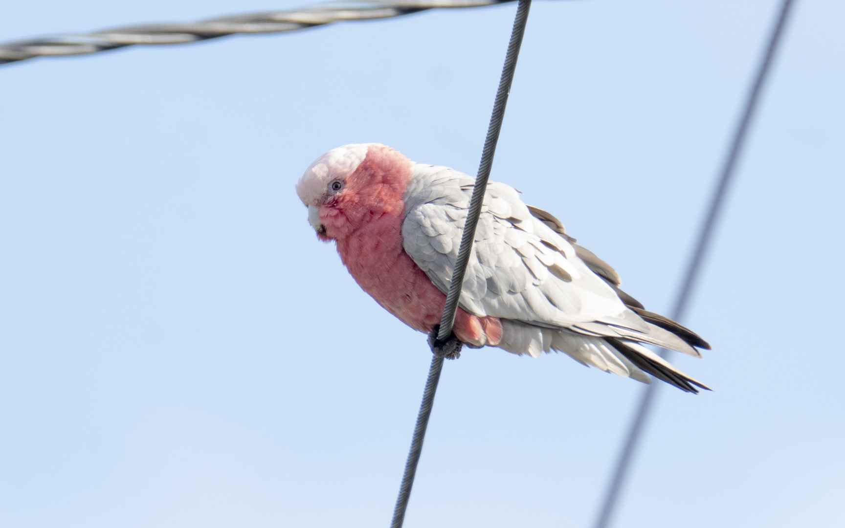 Eolophus roseicapilla – モモイロインコ