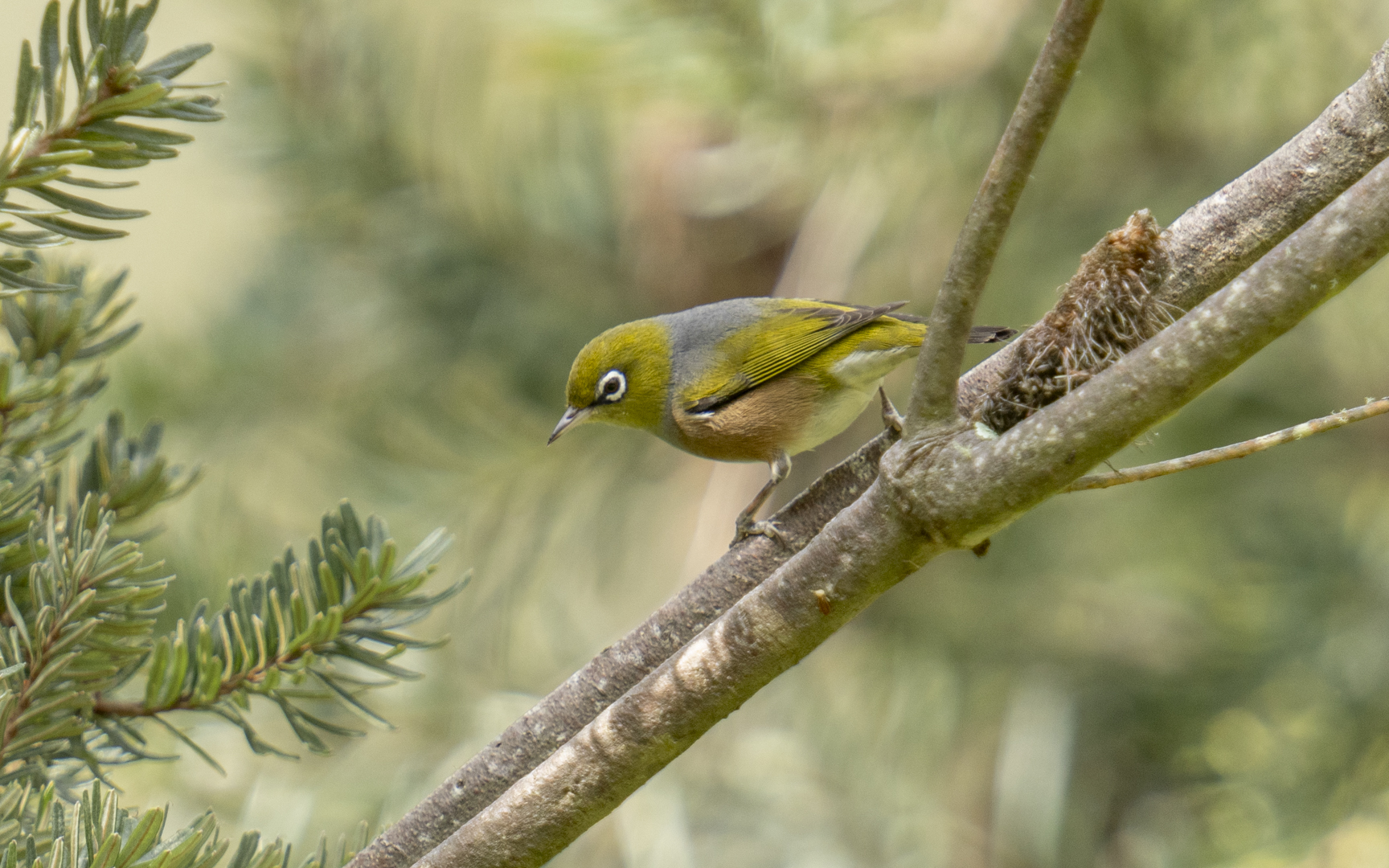 Zosterops lateralis – ハイムネメジロ