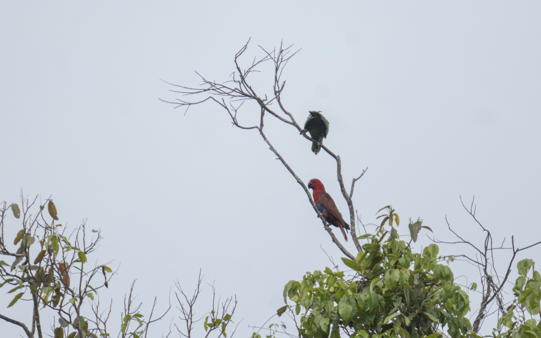 Eclectus roratus – オオハナインコ