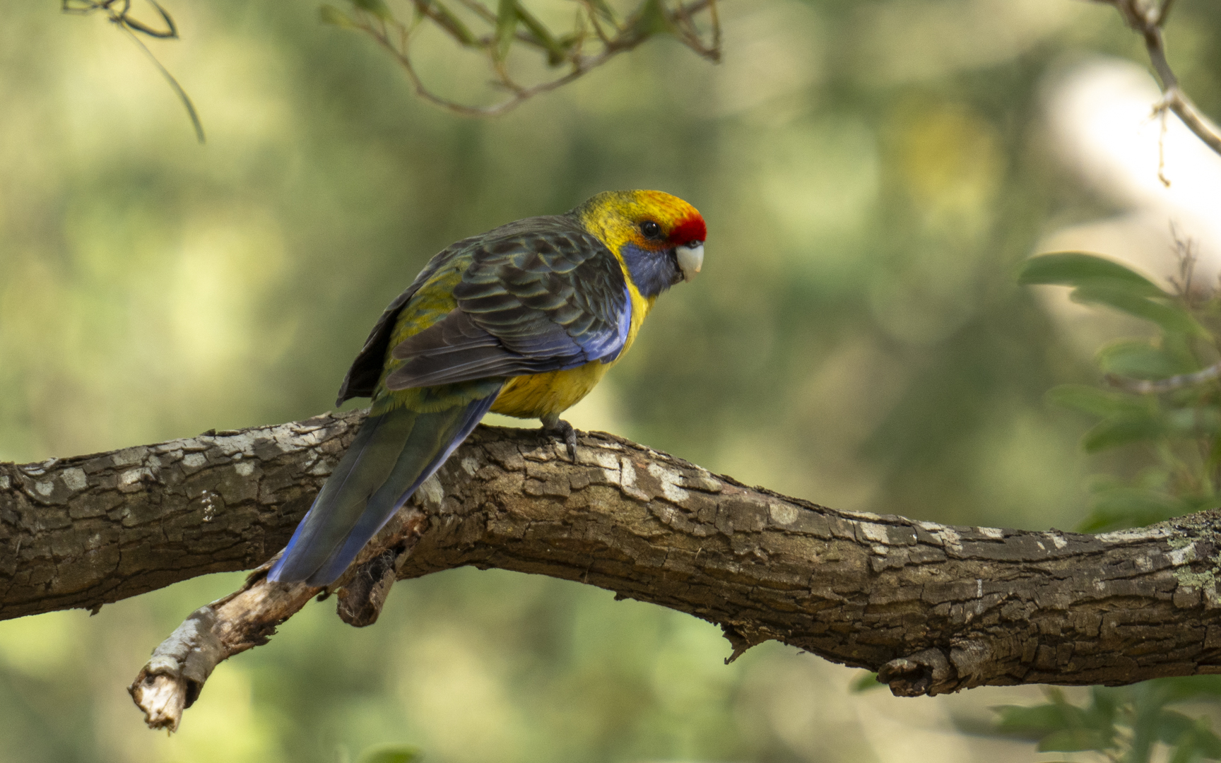 Platycercus caledonicus – アカビタイキクサインコ