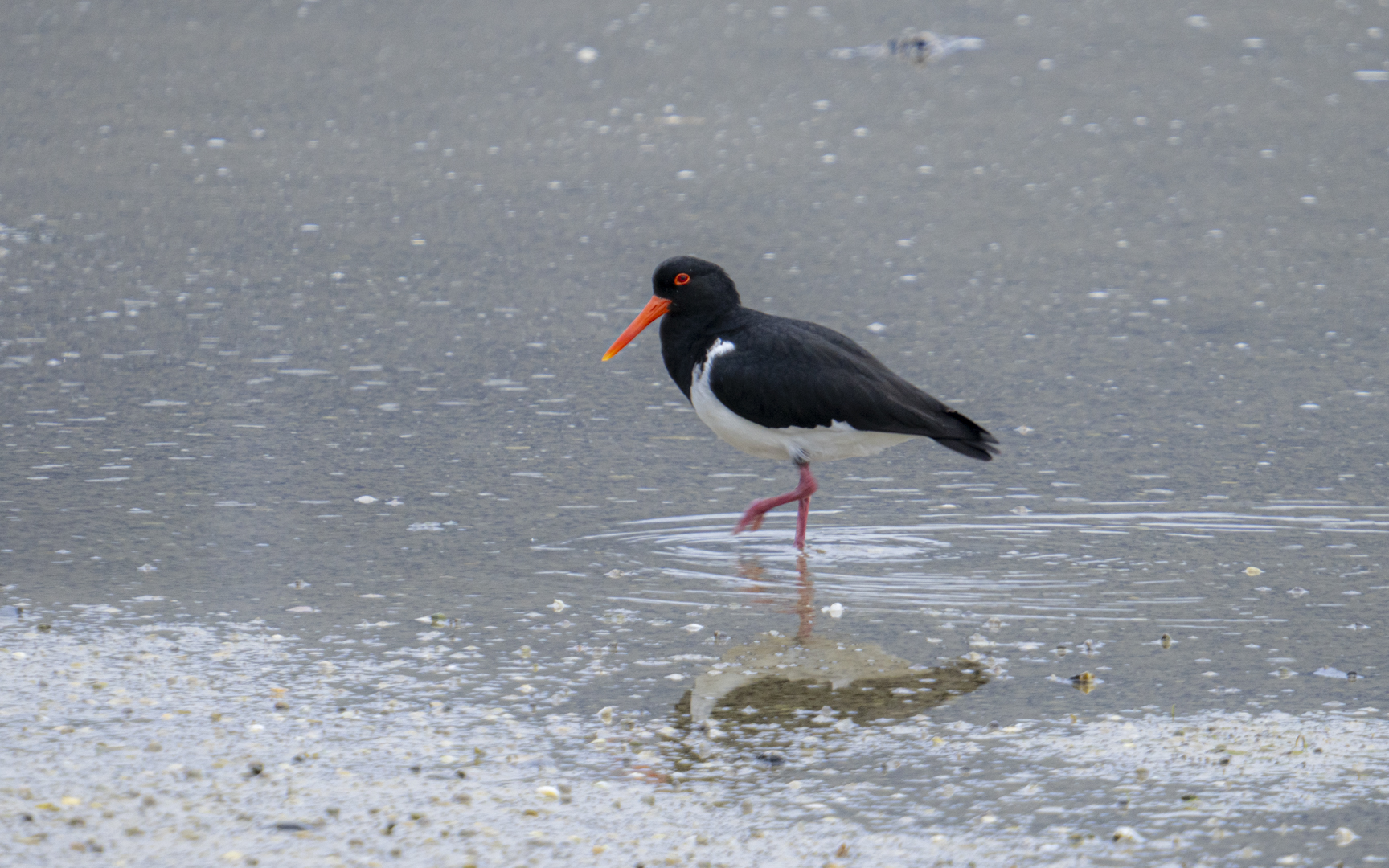 Haematopus longirostris – オーストラリアミヤコドリ