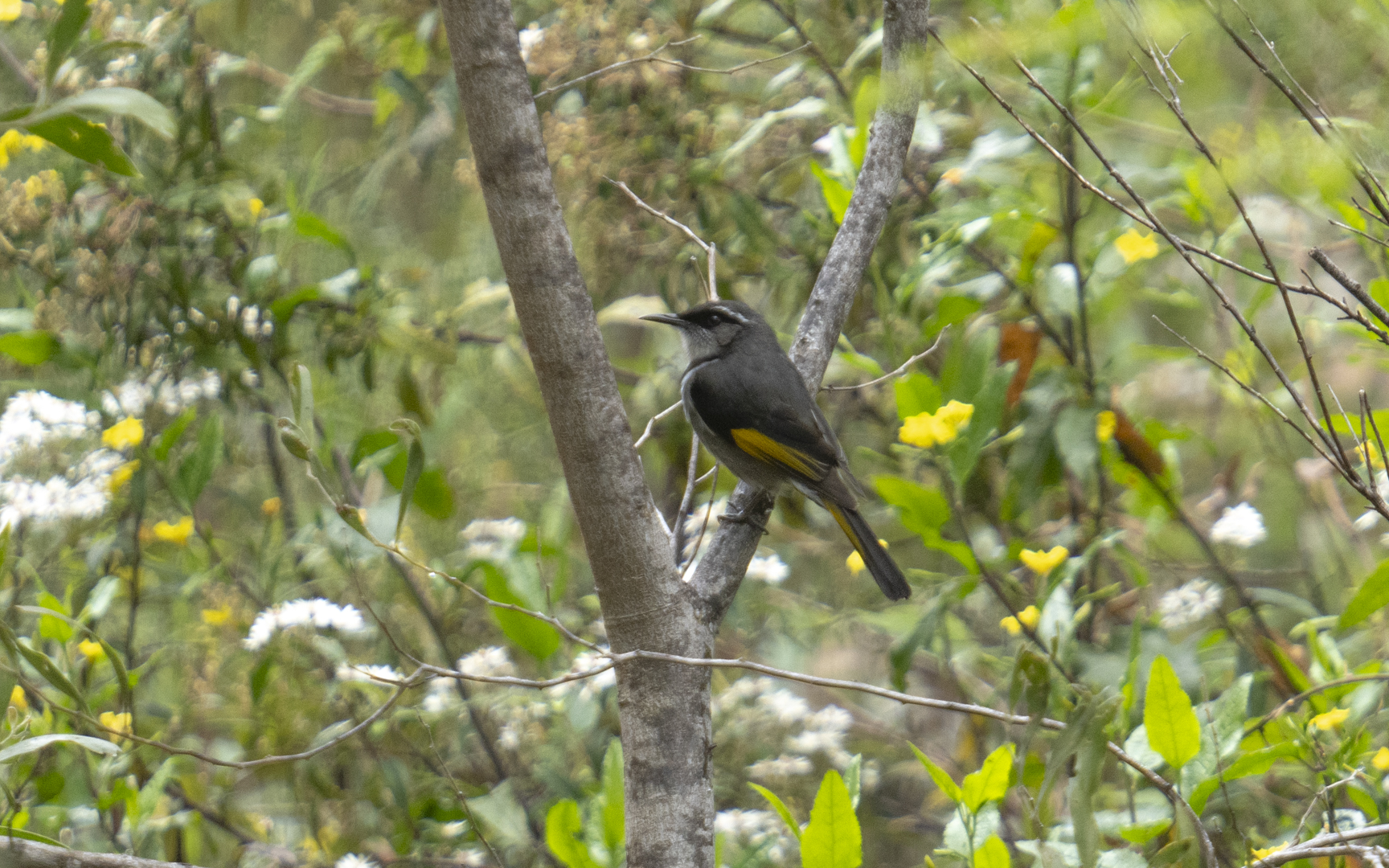 Phylidonyris pyrrhopterus – ミカヅキキバネミツスイ