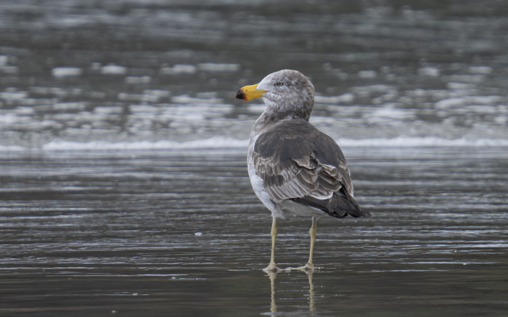 Larus pacificus – ハシブトカモメ