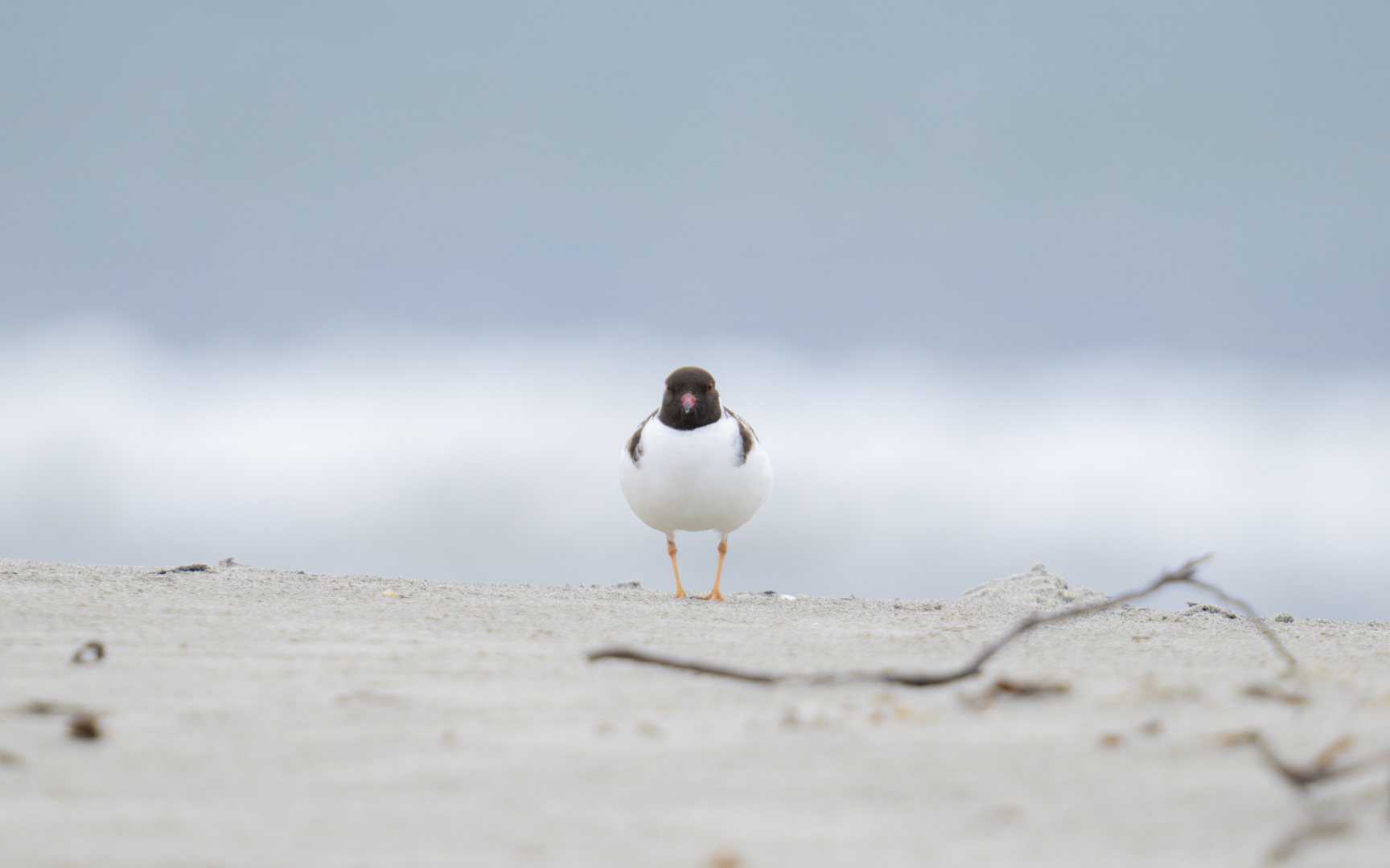 Charadrius cucullatus – ズグロチドリ