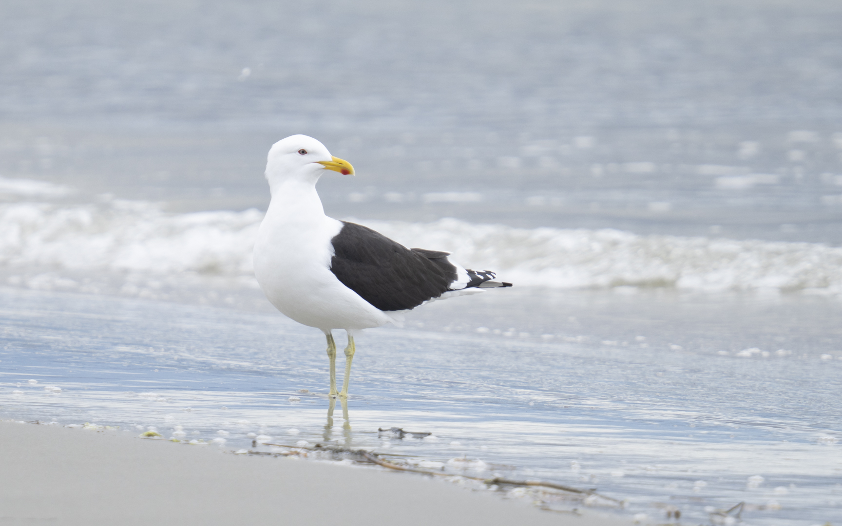 Larus dominicanus – ミナミオオセグロカモメ