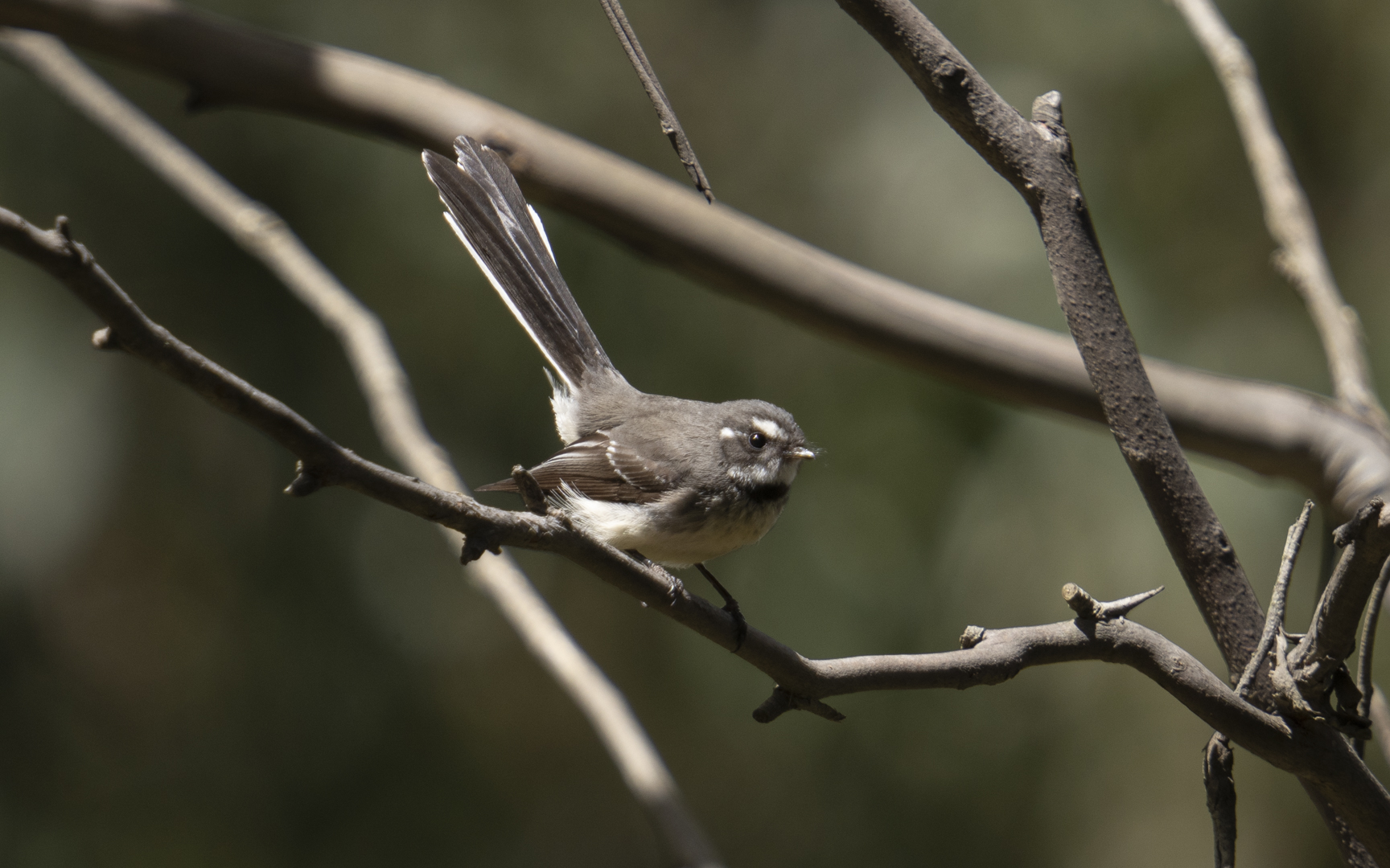 Rhipidura albiscapa – ハイイロオウギビタキ