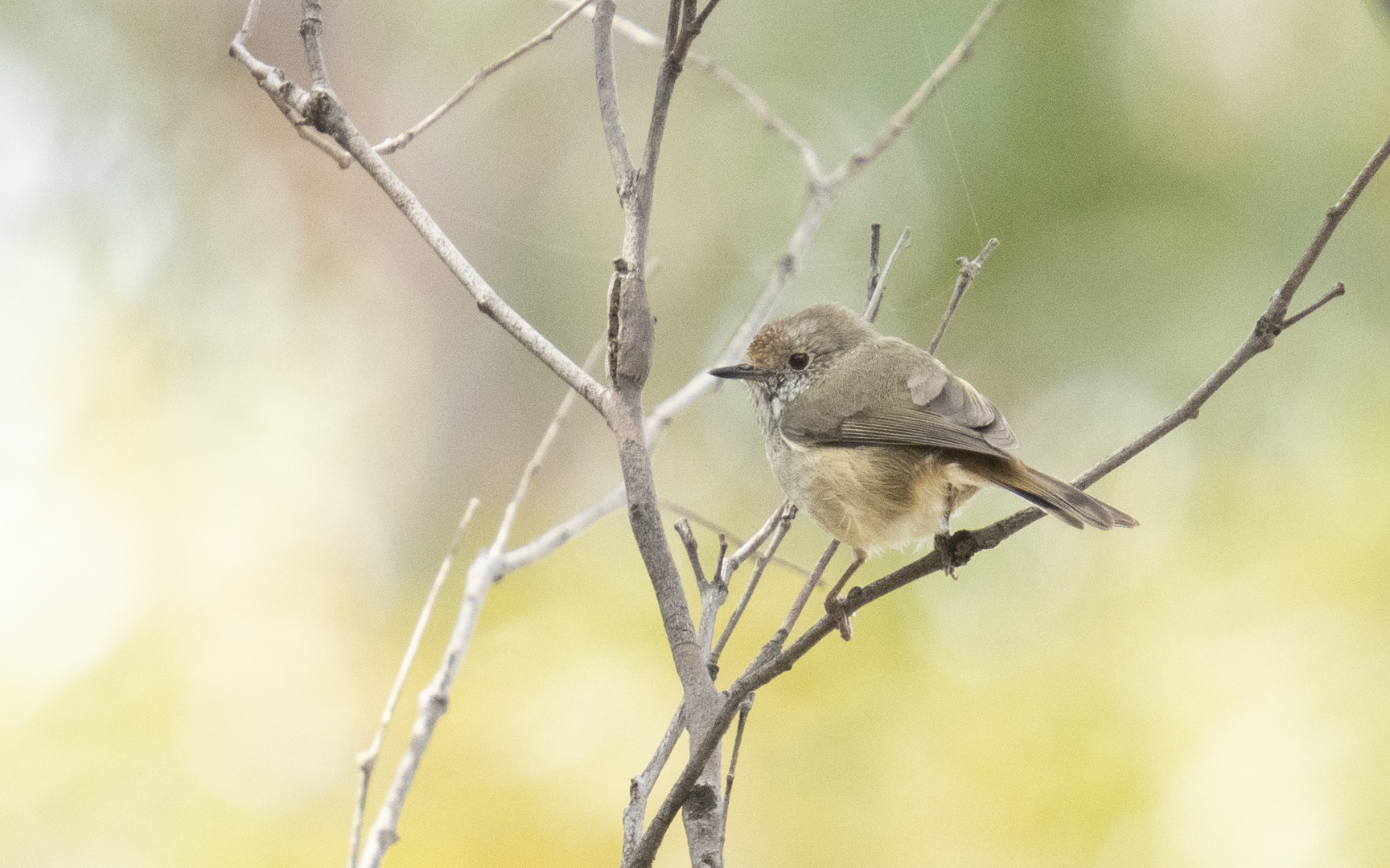 Acanthiza ewingii – タスマニアトゲハシムシクイ