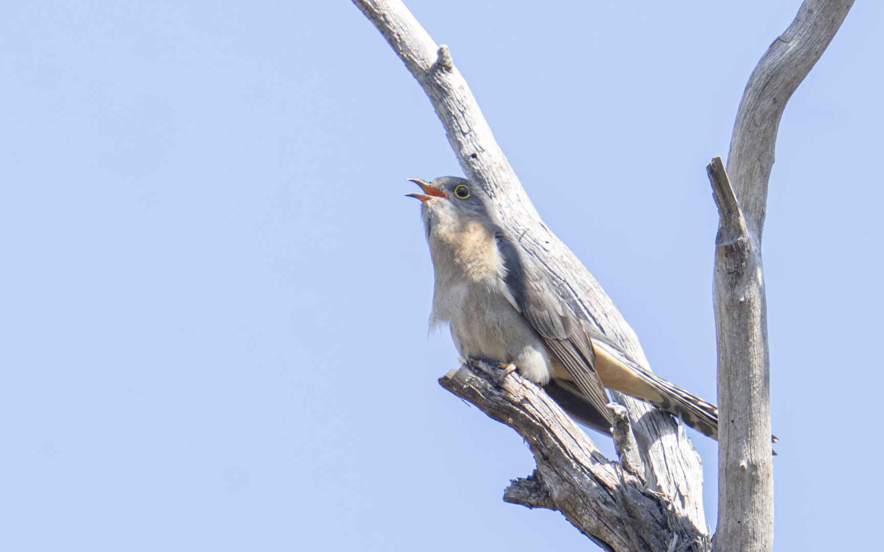 Cacomantis flabelliformis – ウチワヒメカッコウ