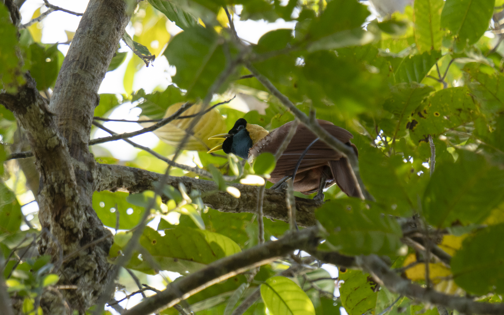 Paradisaea rubra – ベニフウチョウ