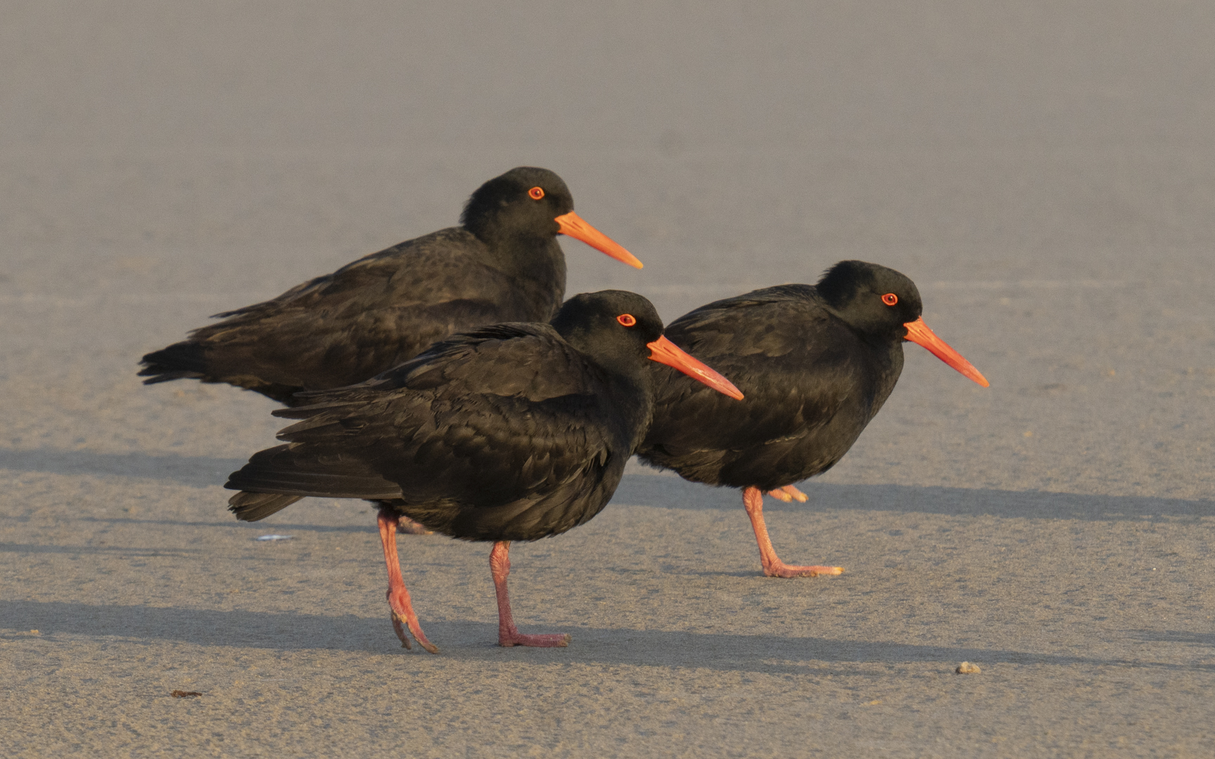 Haematopus fuliginosus – オーストラリアクロミヤコドリ