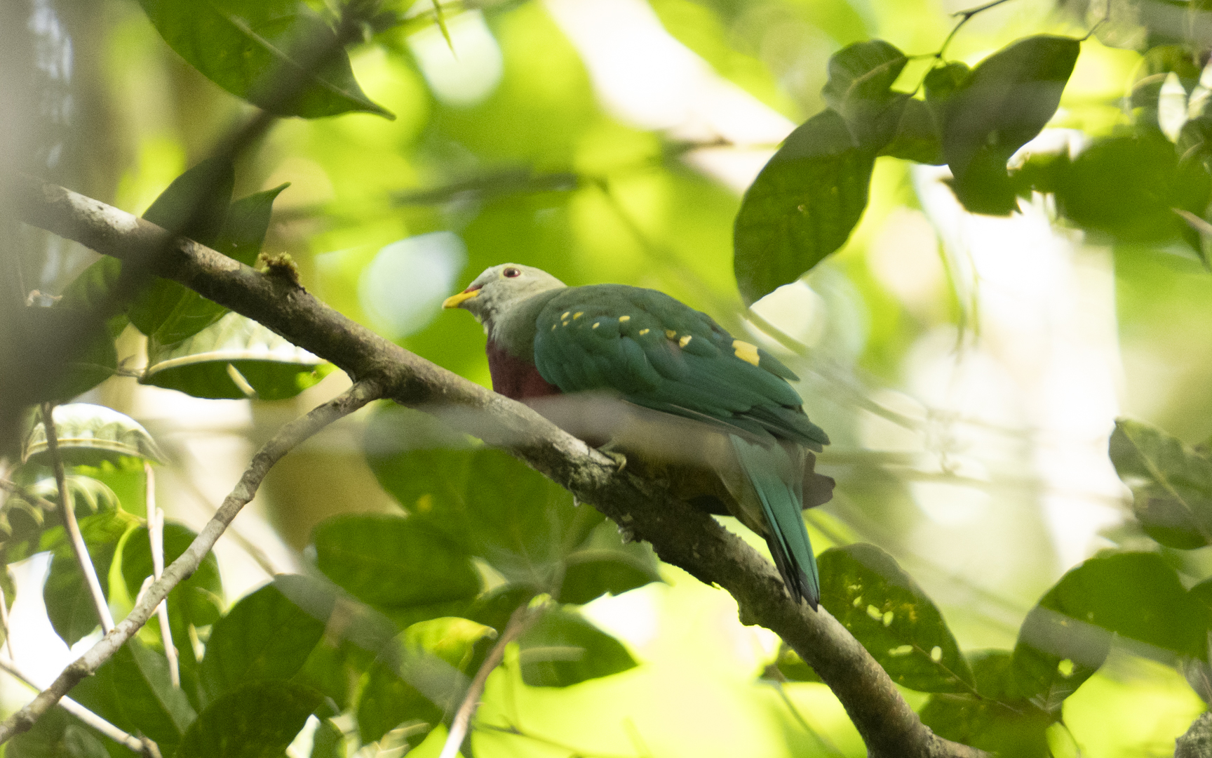 Ptilinopus magnificus – ワープーアオバト