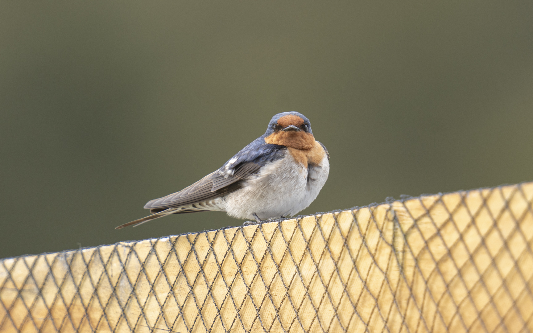 Hirundo neoxena – オーストラリアツバメ