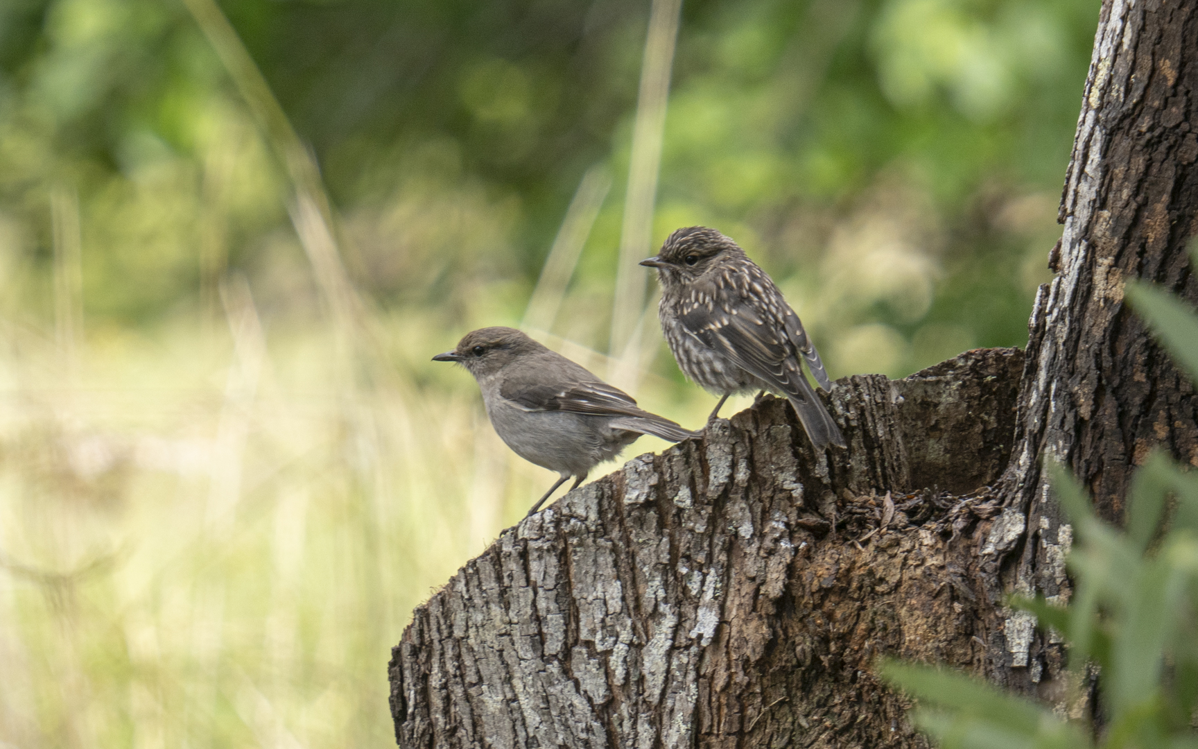 Melanodryas vittata – タスマニアヒタキ