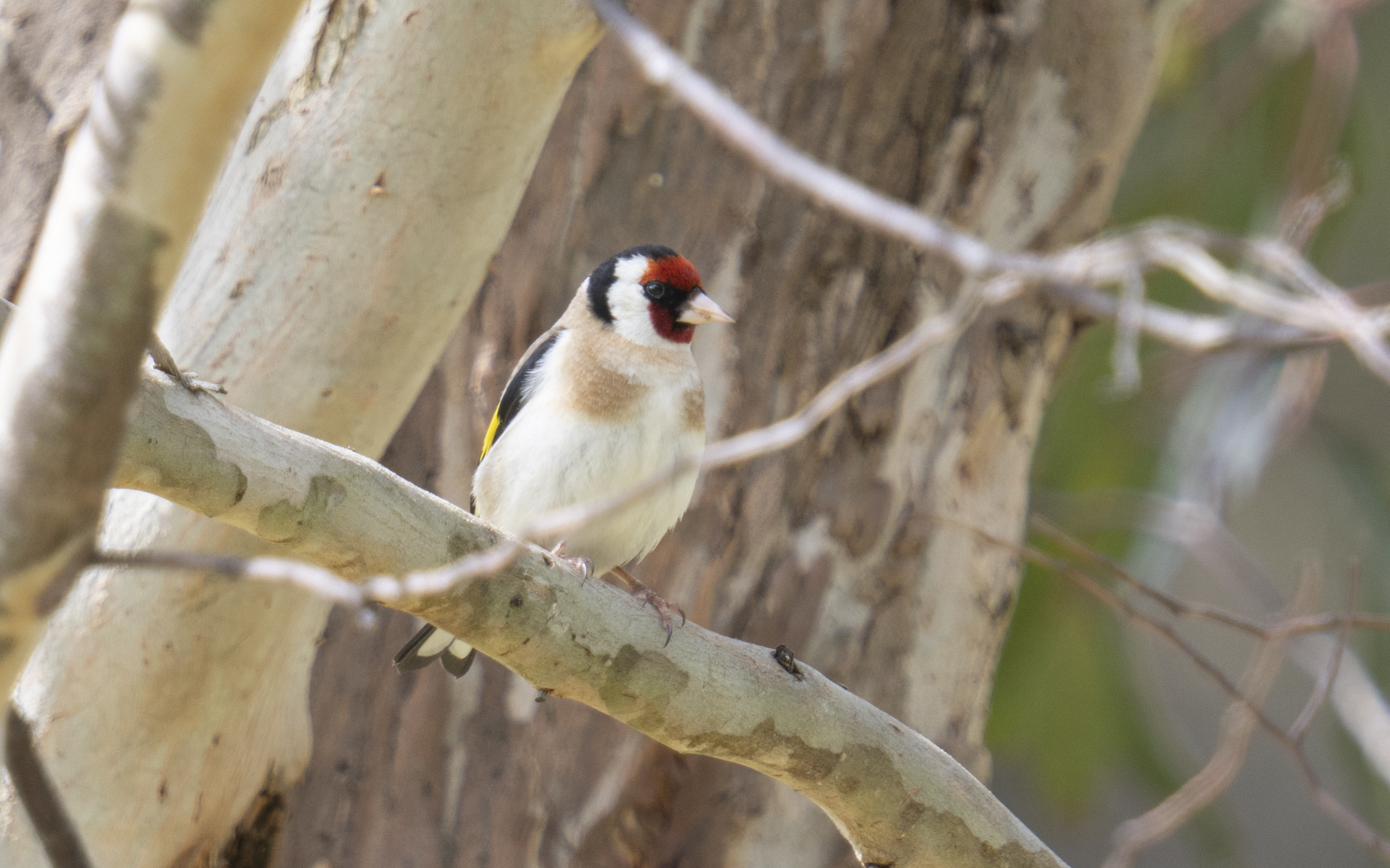 Carduelis carduelis – ゴシキヒワ