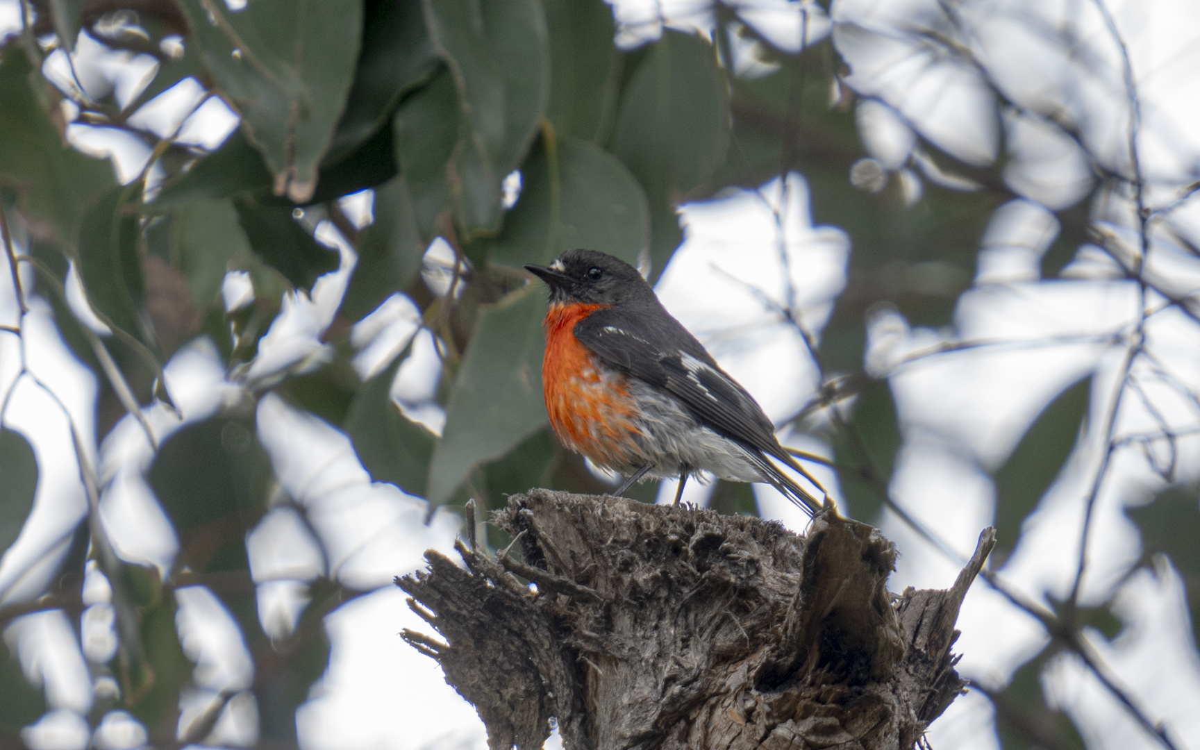 Petroica phoenicea – ノドアカサンショクヒタキ