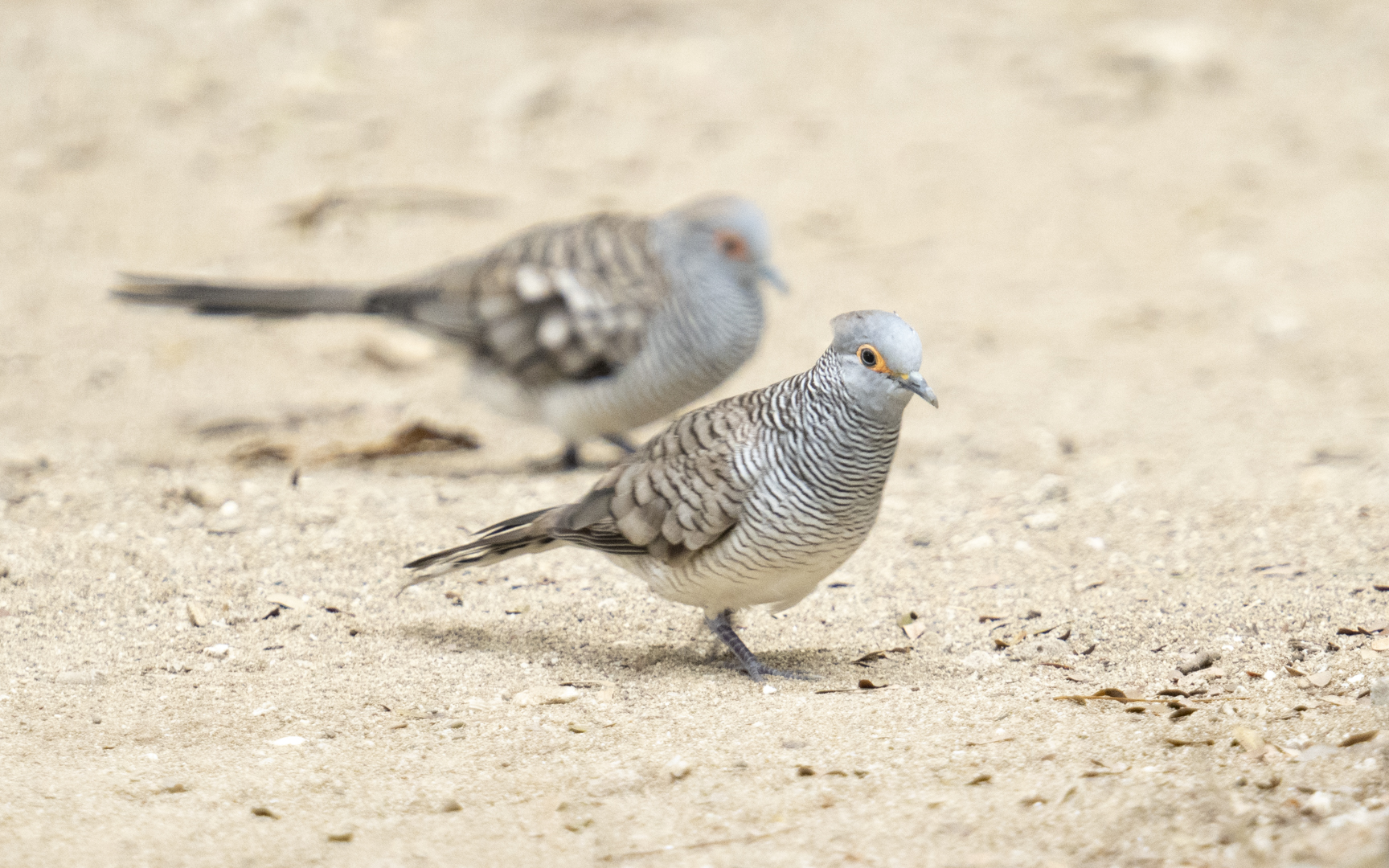 Geopelia maugeus – スンダチョウショウバト