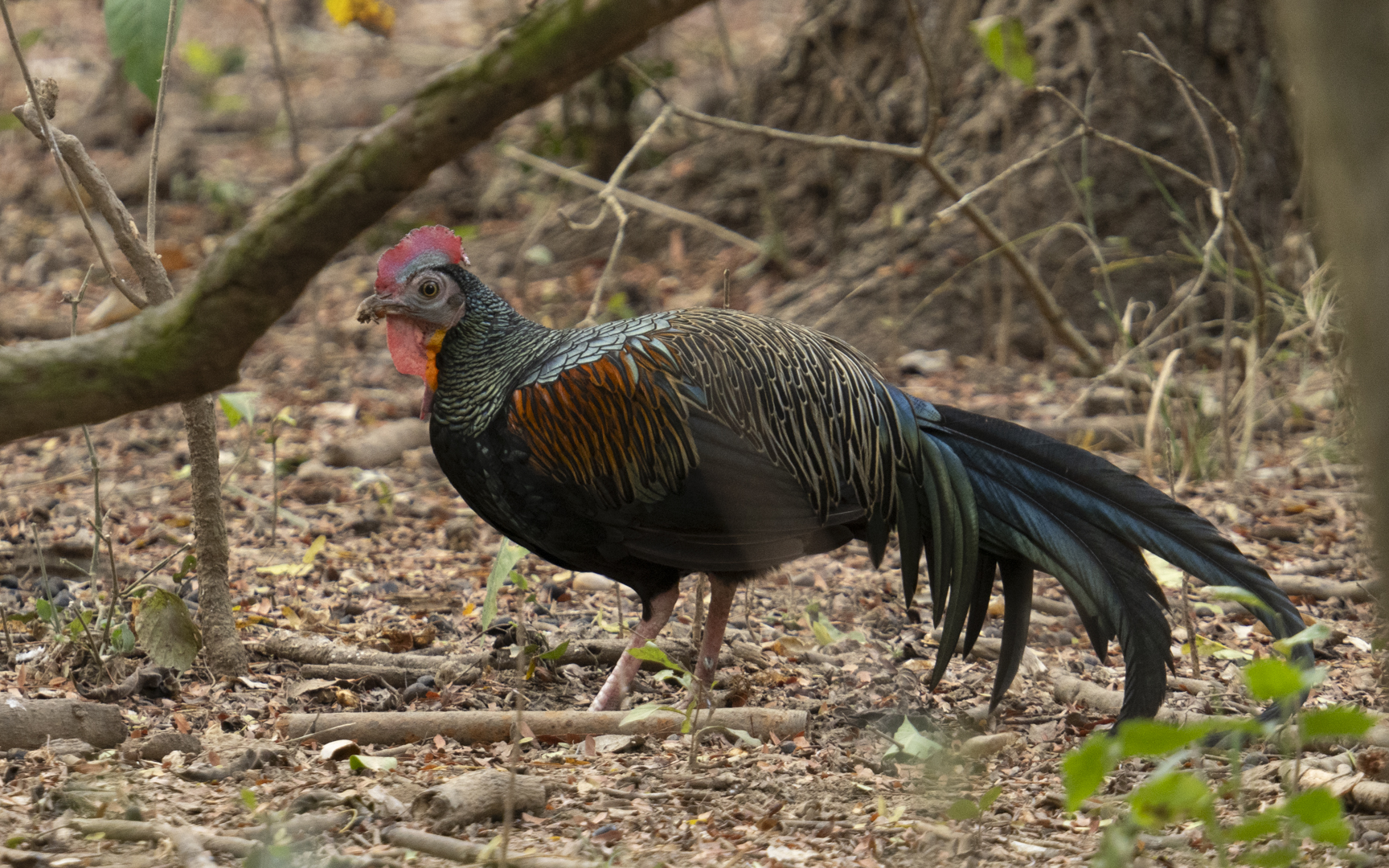 Gallus varius – アオエリヤケイ