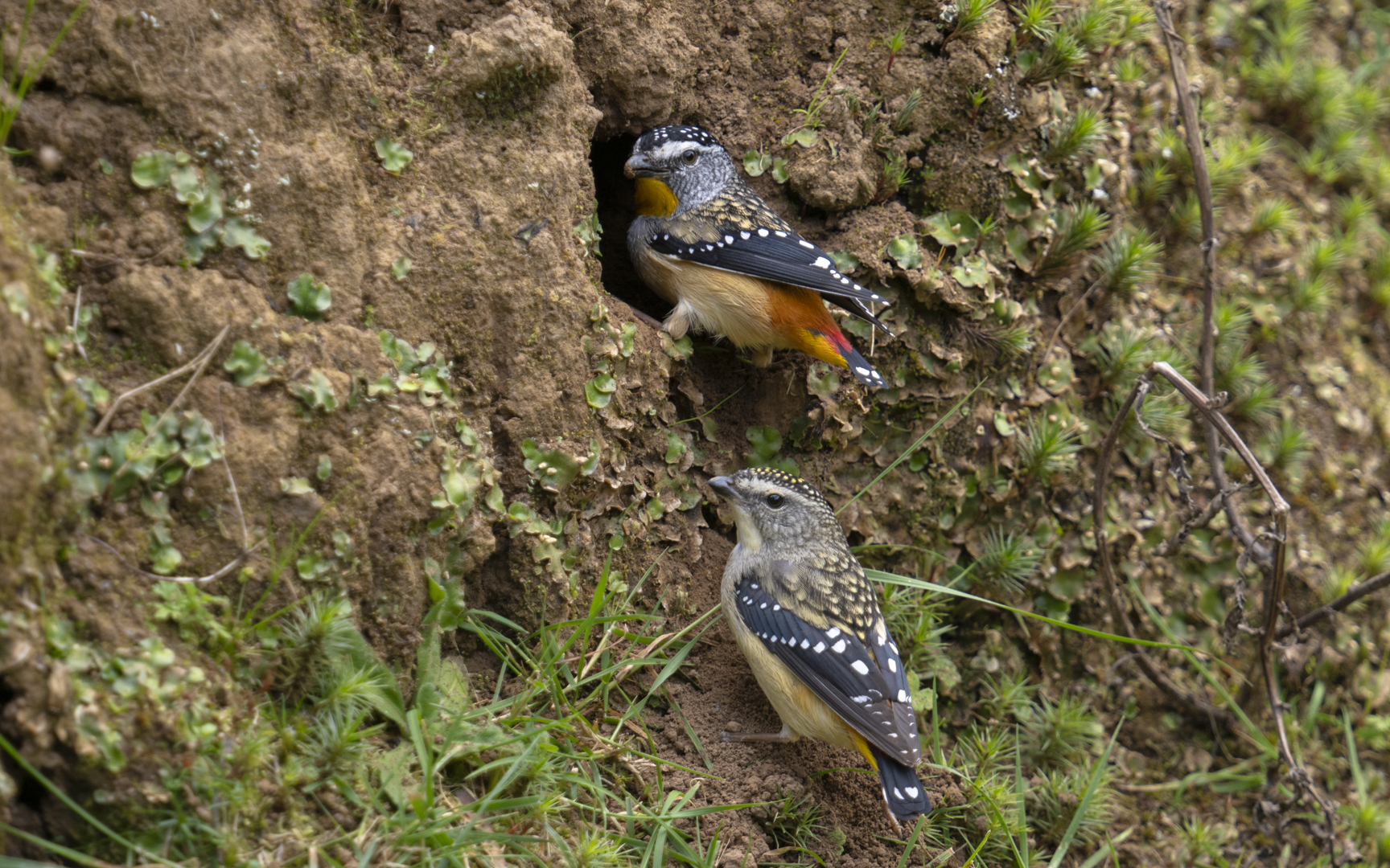 Pardalotus punctatus – ホウセキドリ