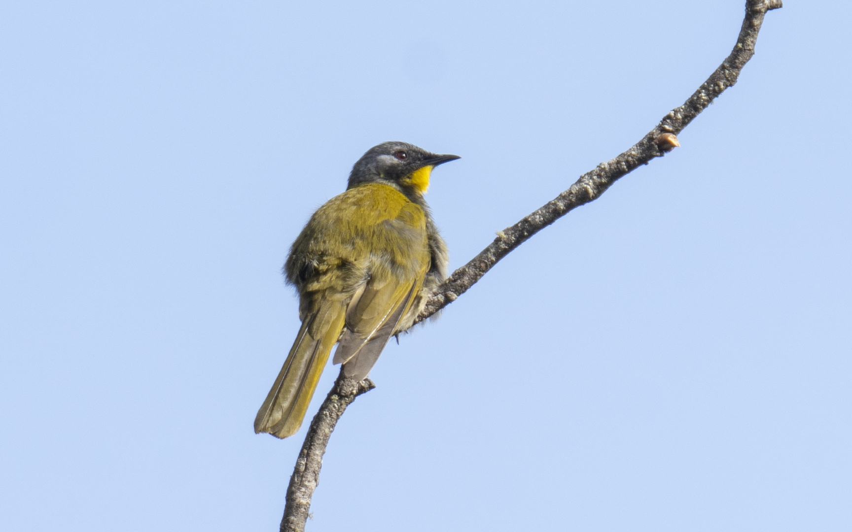 Nesoptilotis flavicollis – キノドミツスイ