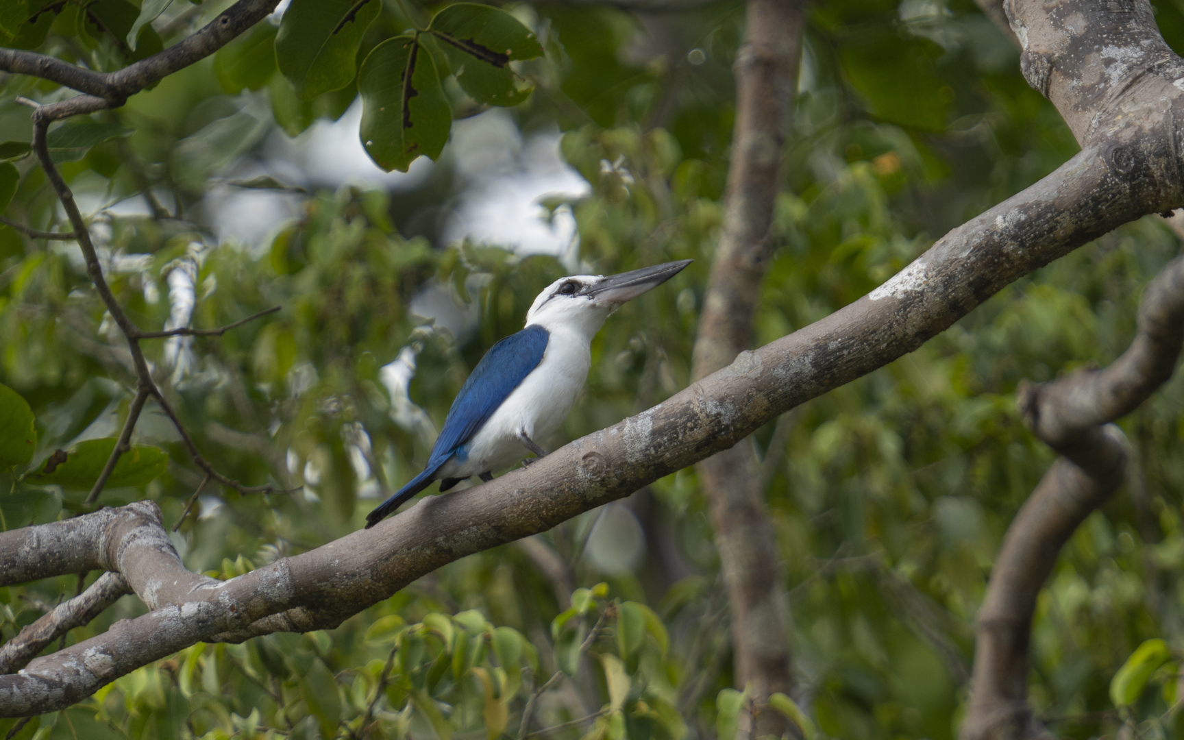 Todiramphus saurophagus – シロガシラショウビン