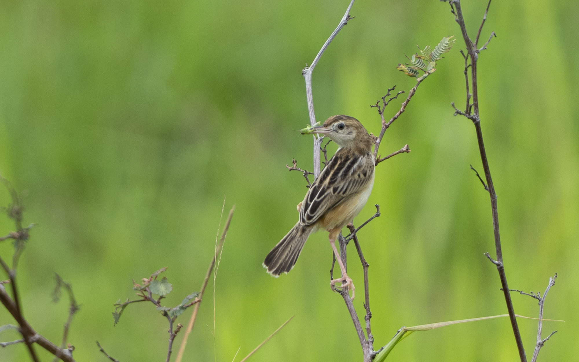 Cisticola juncidis – セッカ