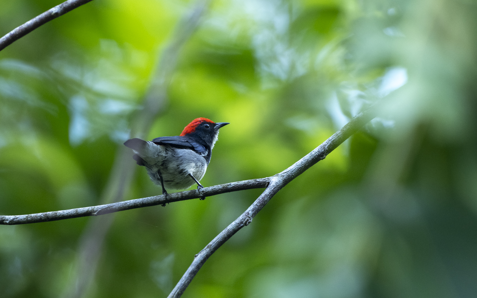 Dicaeum cruentatum – セアカハナドリ