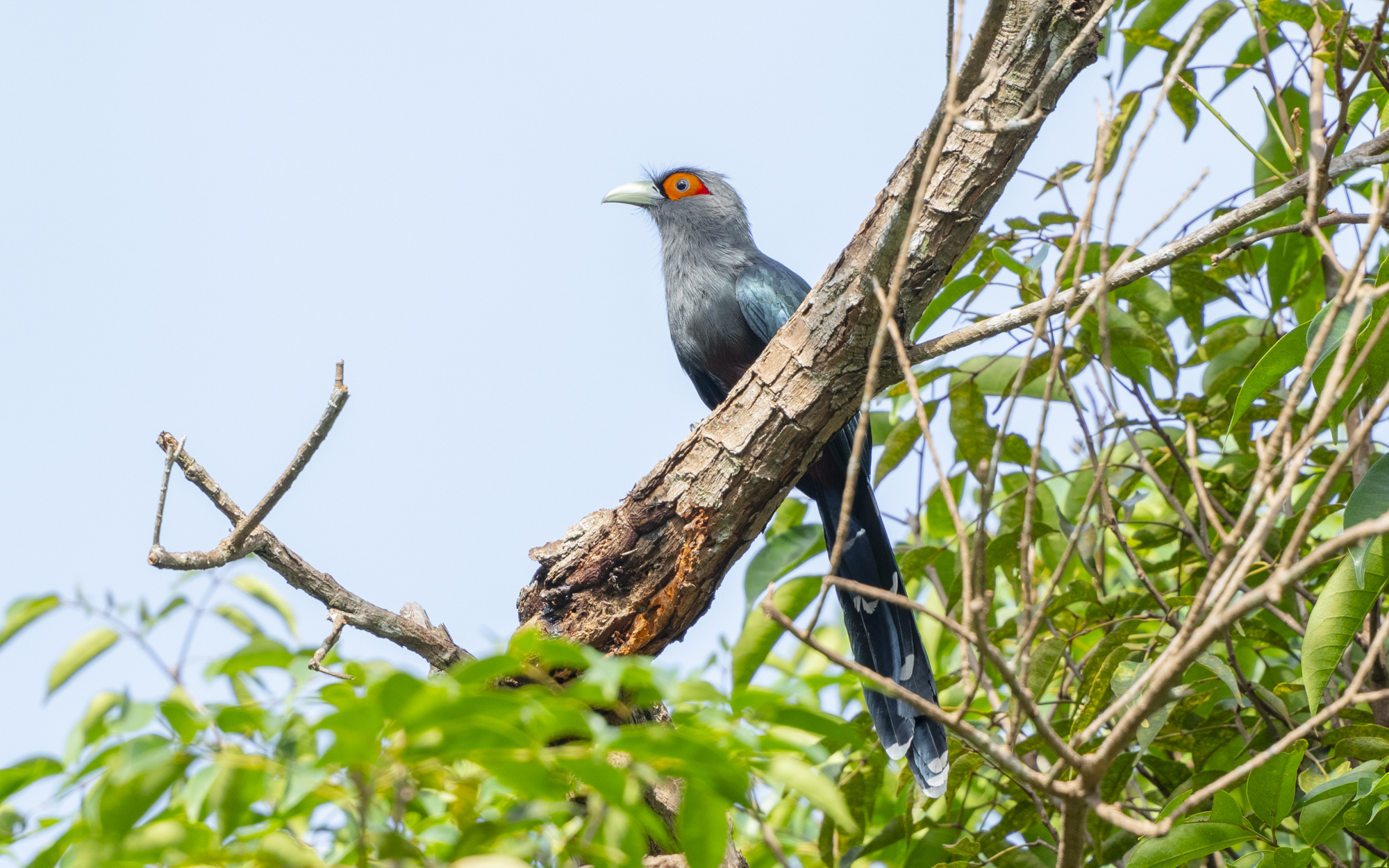 Phaenicophaeus sumatranus – チャバラクロバンケンモドキ