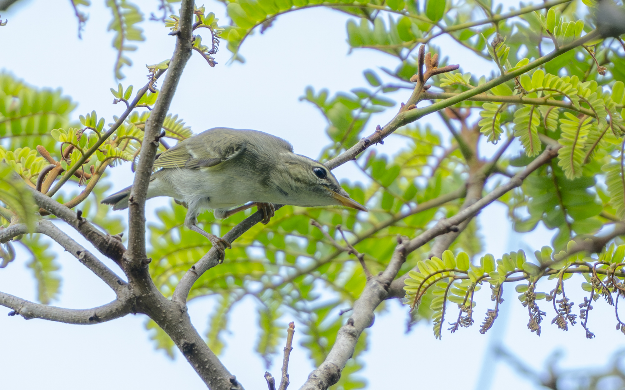 Phylloscopus borealis – メボソムシクイ